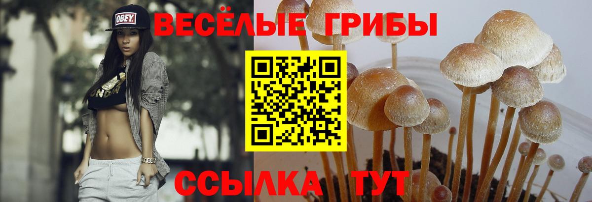 Калач-на-Дону  Галлюциногенные грибы прущие грибы  Вход с VPN 